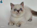 2 aylik  british shorthair 