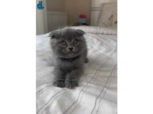 Scottish Fold Yavrularımız Yeni Yuvasını Arıyor