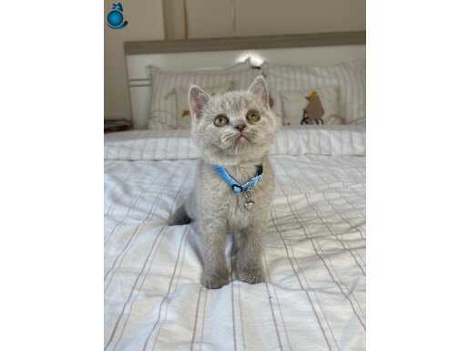 British Shorthair Gri ve Lilac Yavrular