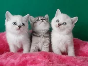 Satılık Yavru Kedi Fiyatları | KEDiPET.COM