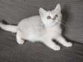 Silver british shorthair 