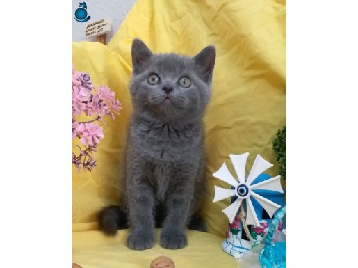 British Shorthair 2 Aylık Yavrular