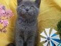 British Shorthair 2 Aylık Yavrular