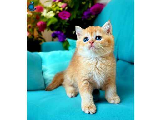 Lisanslı üretim evinden British Shorthair golden 