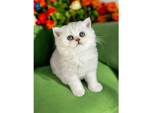 Lisanslı Üretim Evinden British Shorthair Silver 