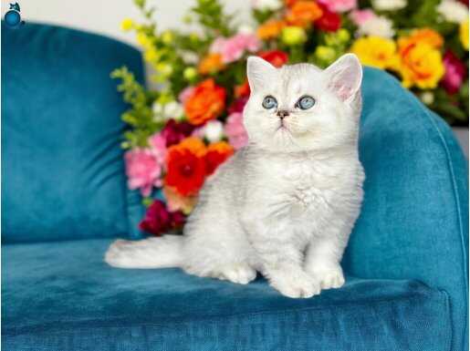 British shorthair silver ve silver point bebekler