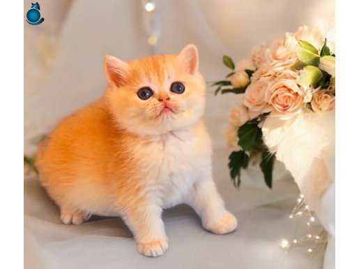 Lisanslı Üreticiden British Shorthair Golden Bebekler 