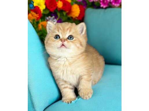 Lisanlı Üretim Evinden British Shorthair Golden 