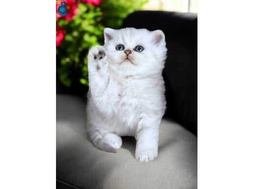 Lisanslı üretim evinden British shorthair silver 