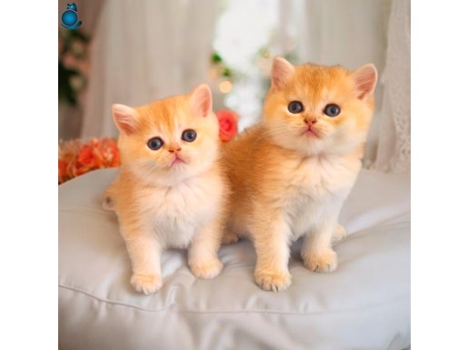 Mükemmel Kalite British Shorthair Golden yavrular 