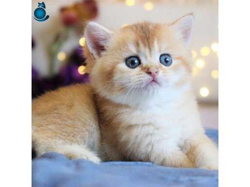 British shorthair golden yavrular