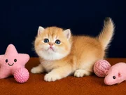 Satılık Yavru Kedi Fiyatları | KEDiPET.COM