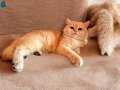 British Shorthair Golden nyv12 erkek