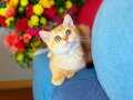 British Shorthair Golden 