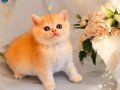 Lisanslı Üreticiden British Shorthair Golden Bebekler 