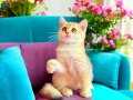 British Shorthair Golden ny11