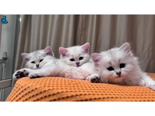 Safkan British Shorthair