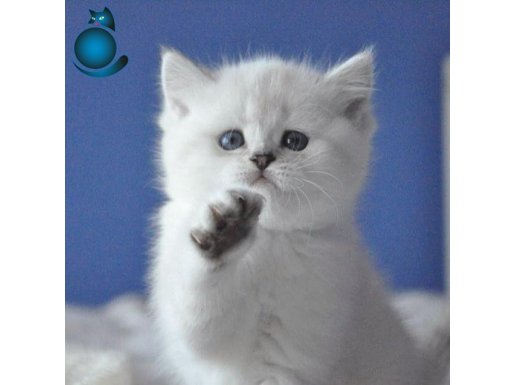 British Shorthair Safkan Dişi yavru SİLVER