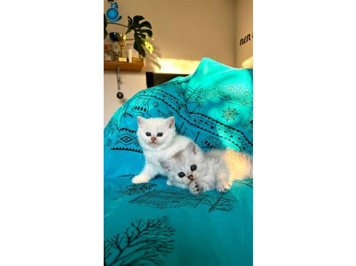 Safkan British Shorthair Silver Dişi