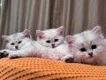 Safkan British Shorthair