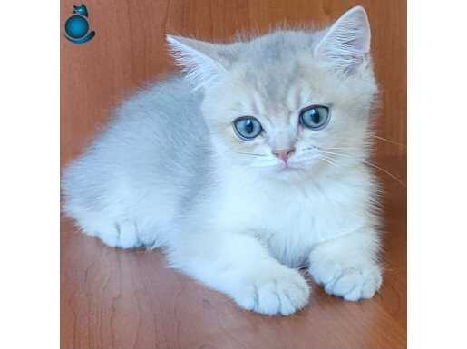 Britishshorthair yavru ve kisir yetiskin