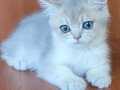 Britishshorthair yavru ve kisir yetiskin