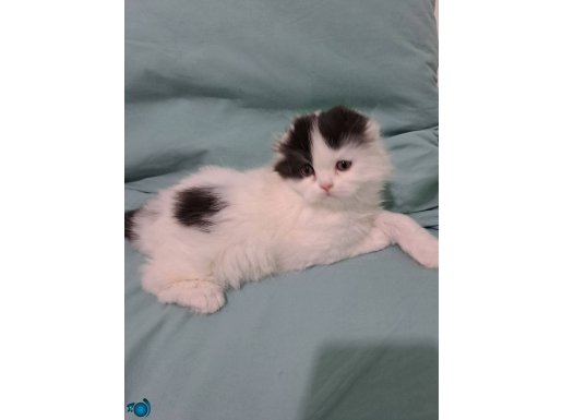 1,5 aylık Longhair Scottish fold erkek yavrular 