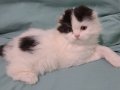 1,5 aylık Longhair Scottish fold erkek yavrular 