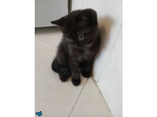 Kara Siyah İnci British Shorthair Dişi Kendi Yavrum