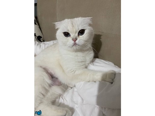 2 dişi kısır scottish fold sahiplendirilecektir