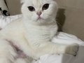 2 dişi kısır scottish fold sahiplendirilecektir