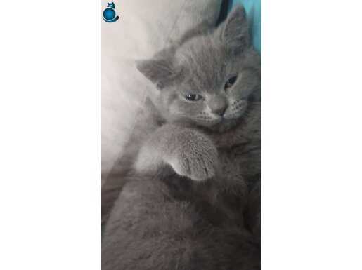 Uygun british shorthair bebegimiz