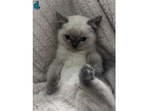 British Shorthair Bluepoint Bebekler 