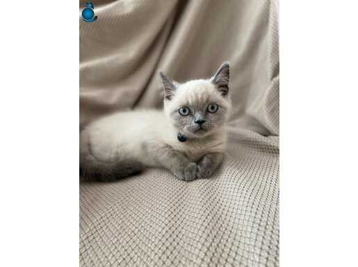 British Shorthair Bebekler