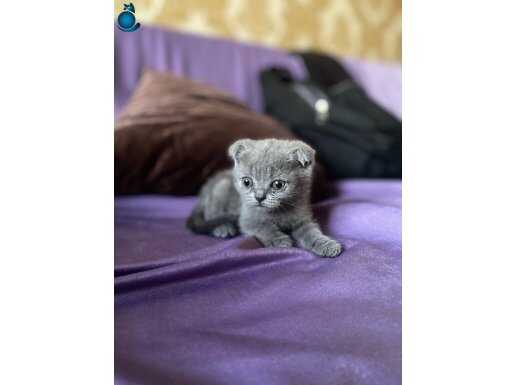 Safkan A Kalite Scottish Fold Bebekler