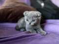 Safkan A Kalite Scottish Fold Bebekler