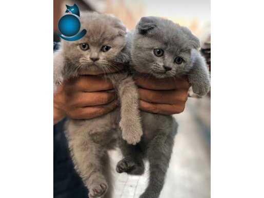 Eğitimli garantili ayı surat Scottish fold bebekler 