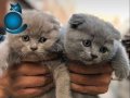 Eğitimli garantili  ayı surat Scottish fold bebekler 