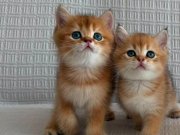 Satılık Yavru Kedi Fiyatları | KEDiPET.COM