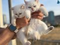 En güzel British Shorthair Yavrular Ziyarete açık