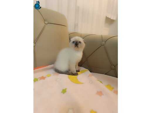 Scottish Fold Blue Point Yavrular 