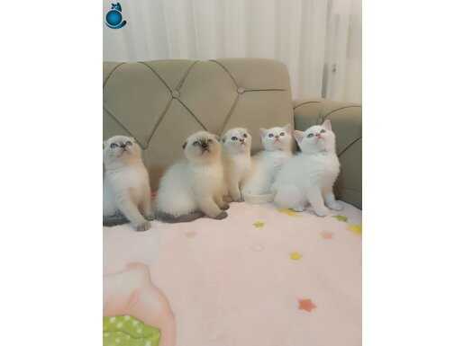 Scottish Fold Ve Brtish Shorthair YAVRULAR 