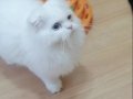 Scottish fold Erkek Longhair açıklamayı okuyun