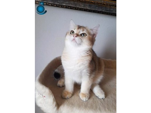 BRITISH SHORTHAIR GOLDEN SAFKAN ERKEK YAVRULAR