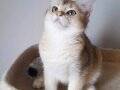 BRITISH SHORTHAIR GOLDEN SAFKAN ERKEK YAVRULAR