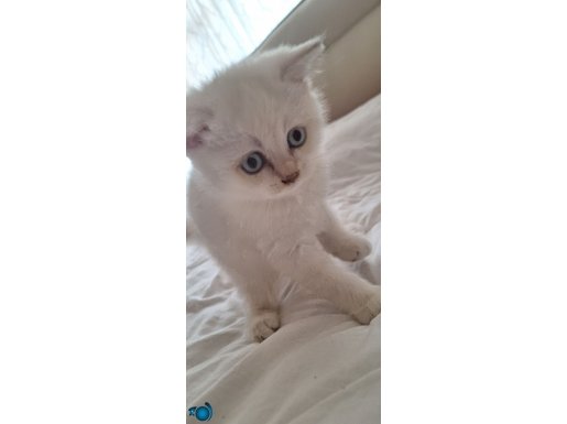 british shorthair blue point