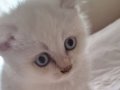 british shorthair blue point