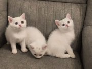 Satılık Yavru Kedi Fiyatları | KEDiPET.COM