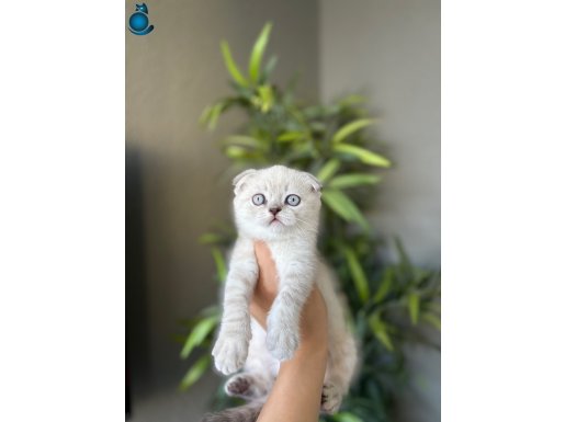 SCOTTISH FOLD SILVER KARDEŞLER 