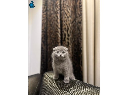 SCOTTISH FOLD GRİ YAVRULARIM